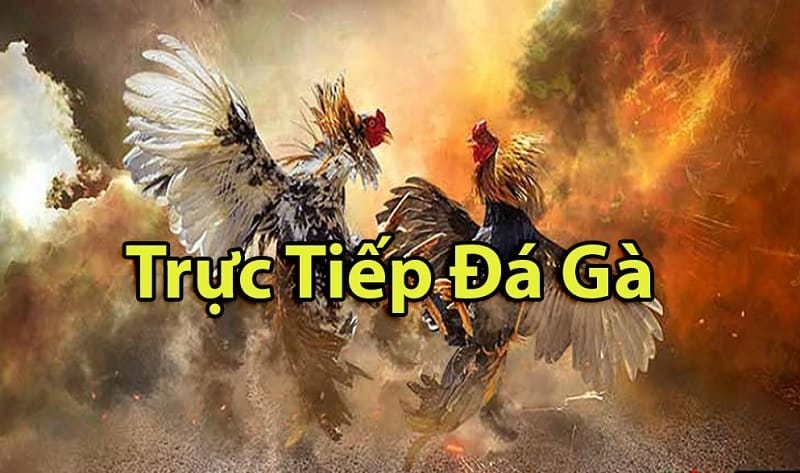https://ymoras.de/tim-hieu-ve-da-ga-thomo-campuchia/